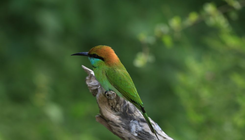 バード・ウォッチング