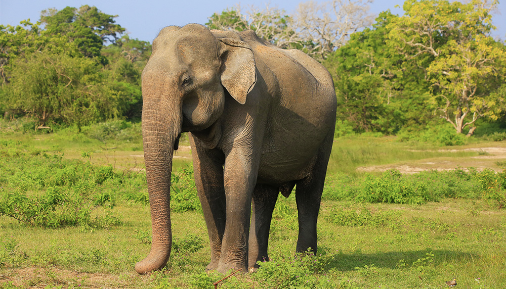 ウダワラウェ国立公園